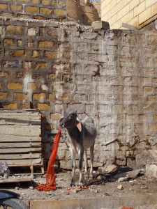 Jeden Tag steht dieses Kalb am selben Ort und käut an diesem Tuch.