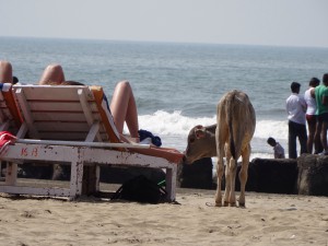 Am Strand in Vagator: Kühe stibitzen immer wieder mal Essen.