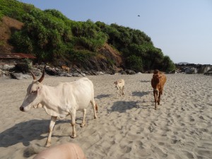 Kühe im Anmarsch am Strand von Big Vagator.