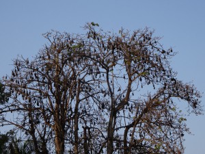 Gleich hinter unserem Häuschen an der Strasse steht dieser Baum voll mit hunderten von grossen Fledermäusen!